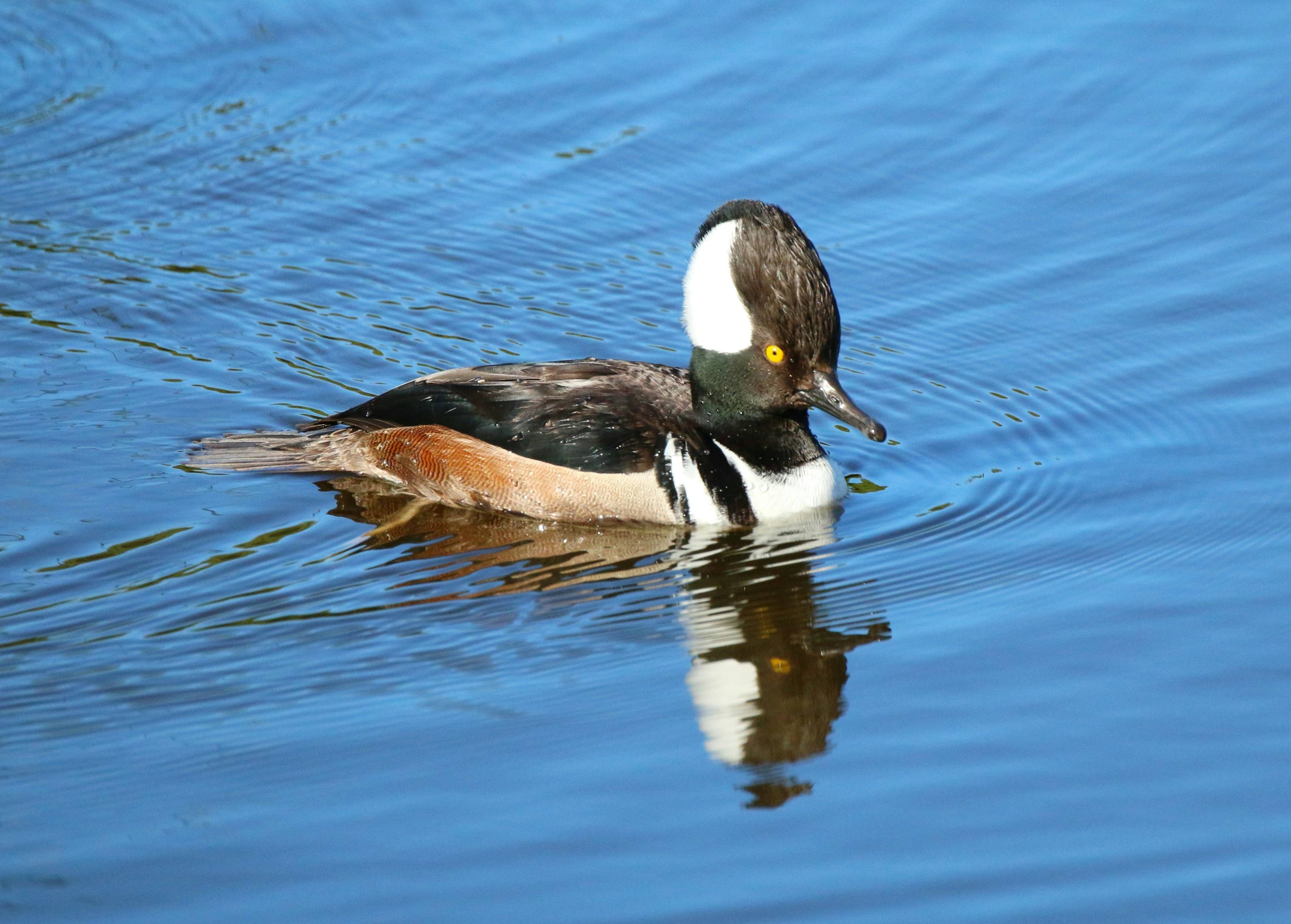 a duck swimming in water