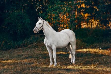 Fun facts about horses