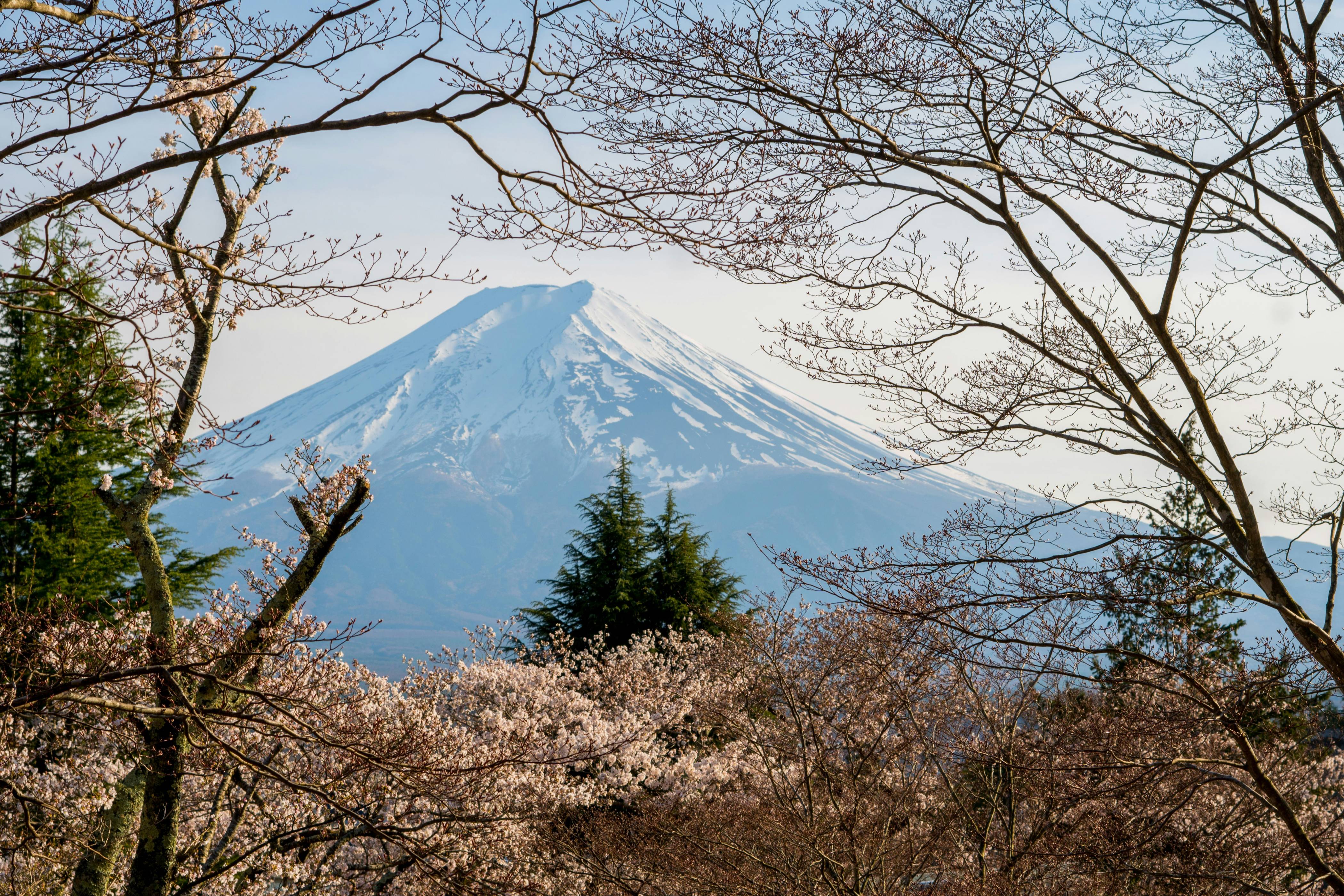 A view of a mountain through some trees