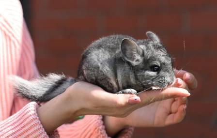 Chinchilla Care 101: The Comprehensive Handbook for Owners