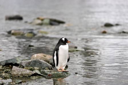 Cool Facts About Penguins