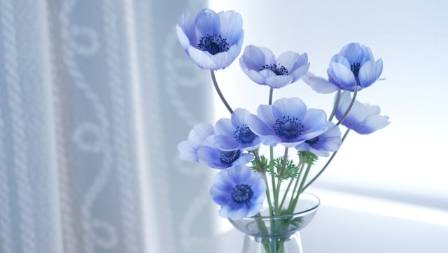 Anemones: Everything You Need to Know