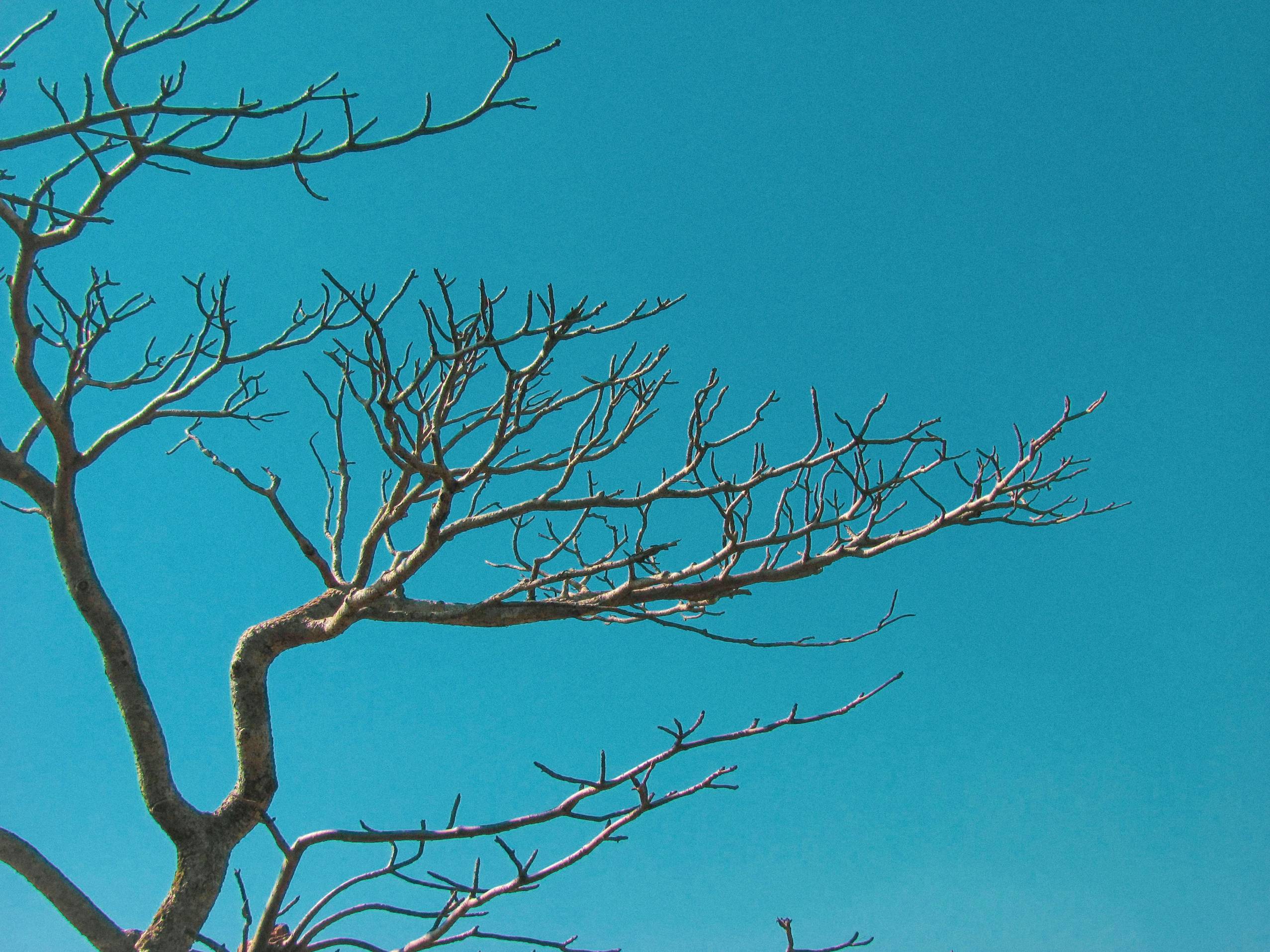 A tree with no leaves in front of a blue sky