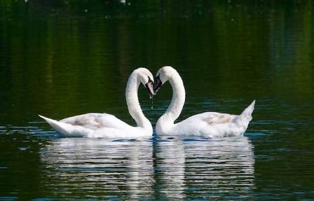 Secrets of the Wild Swan and Why These Graceful Birds Are Secretly Terrifying