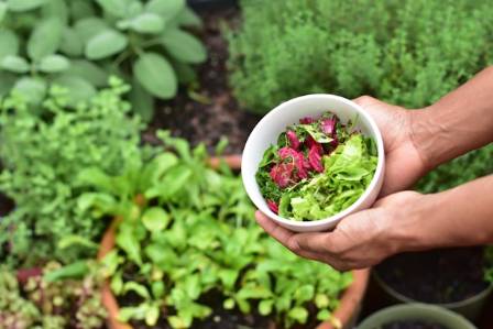 Apartment Edible Gardening: Grow Fresh Produce Year-Round, No Backyard Required