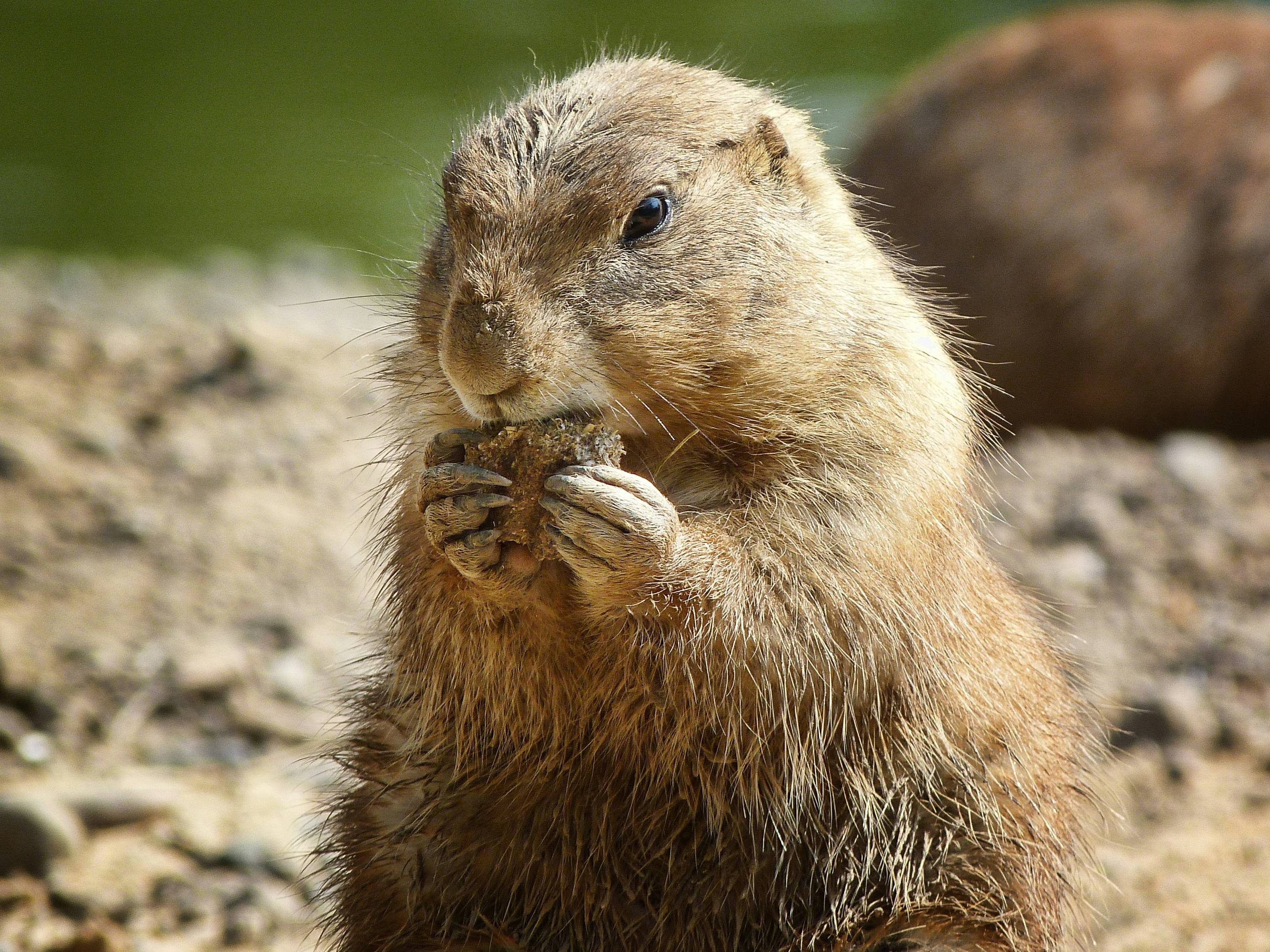 brown rodent on gray rock during daytime