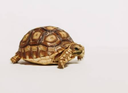 Your Guide to Choosing and Caring for a Pet Tortoise