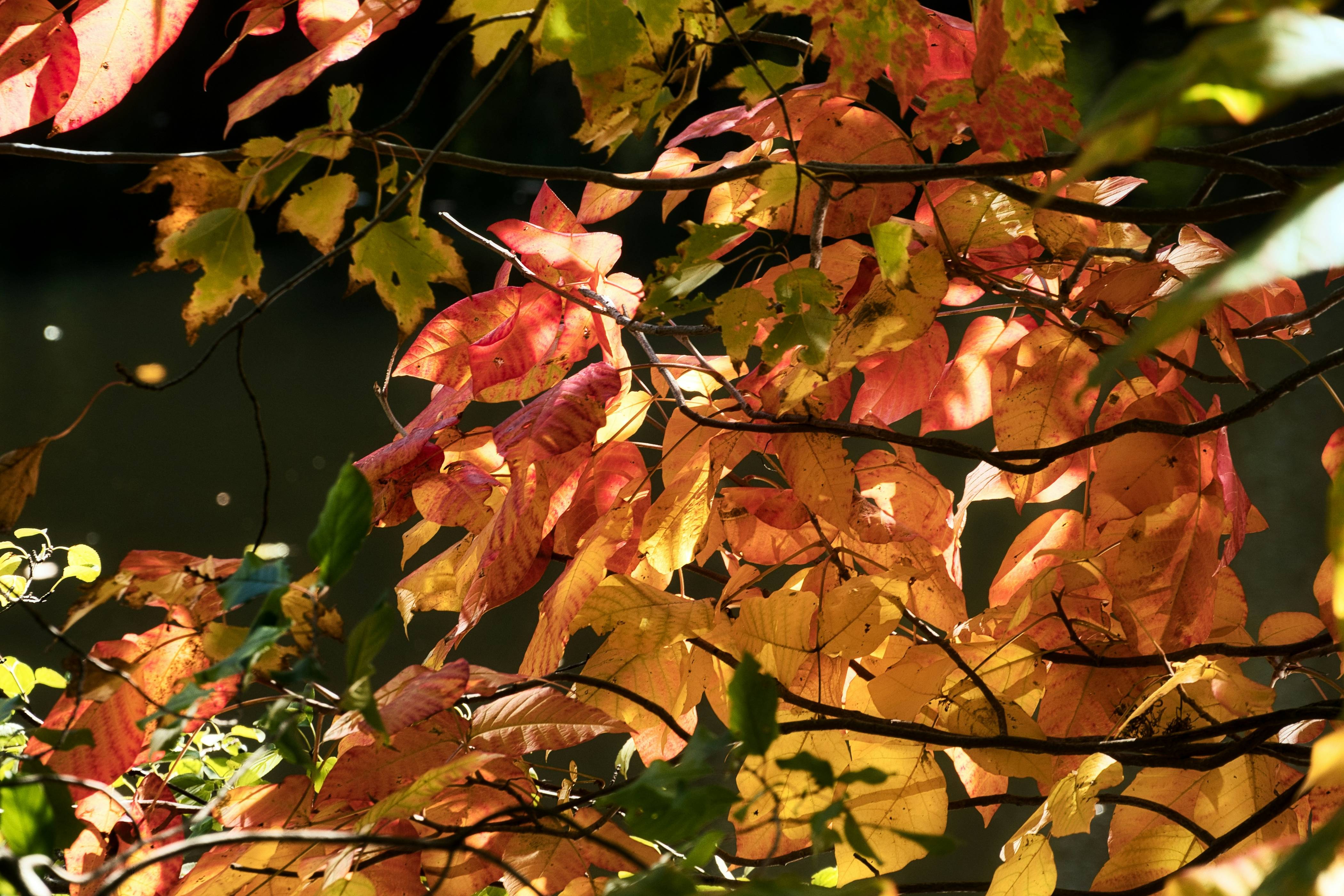 a tree with red leaves