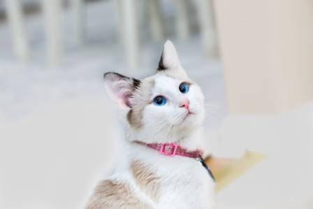 Kitten Training & Socialization Classes: Cultivating Confident Felines and Strong Bonds