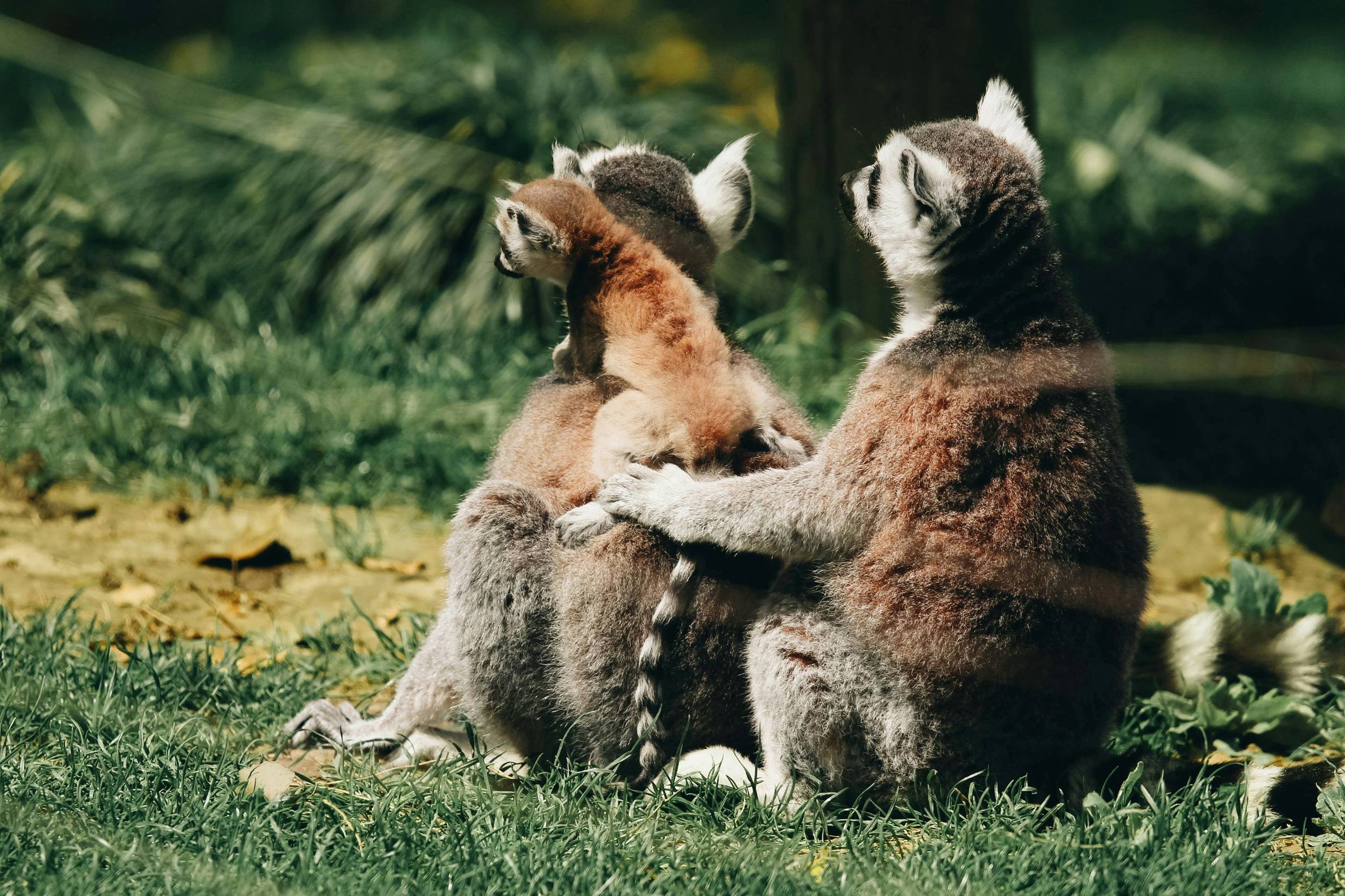 a couple of animals that are sitting in the grass