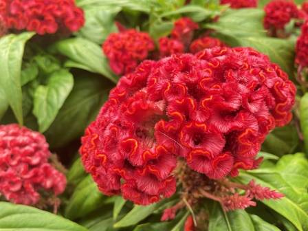 16 Nature Plants That Feel Like Magic