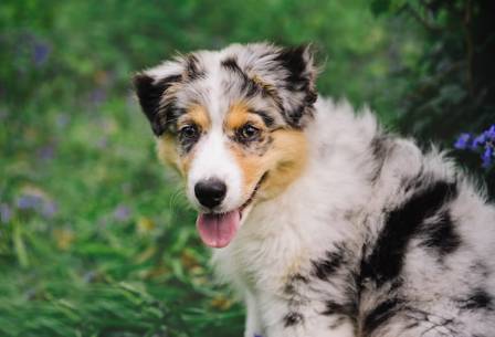 The Most Capable Canine Companions