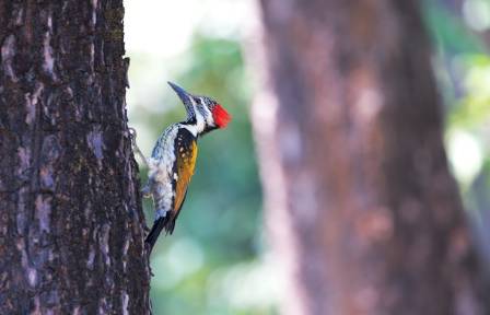 Why Wild Woodpeckers Love To Hammer On Your House And How You Can Stop Them