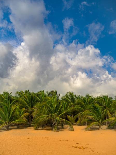 Nature’s Beach Umbrellas