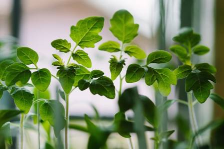 How Well Do You Know Plant Shoots?