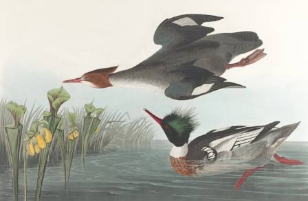The Most Powerful Ways to Add Animals to Watercolor Paintings and Tell a Story