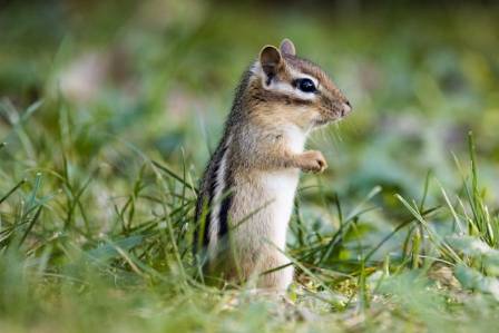 Interesting Facts About the Eastern Chipmunk