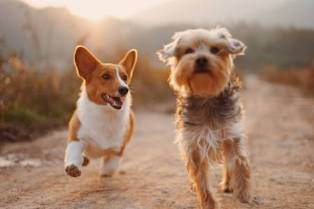  10 Cute Dog Breeds With Sweet Personalities