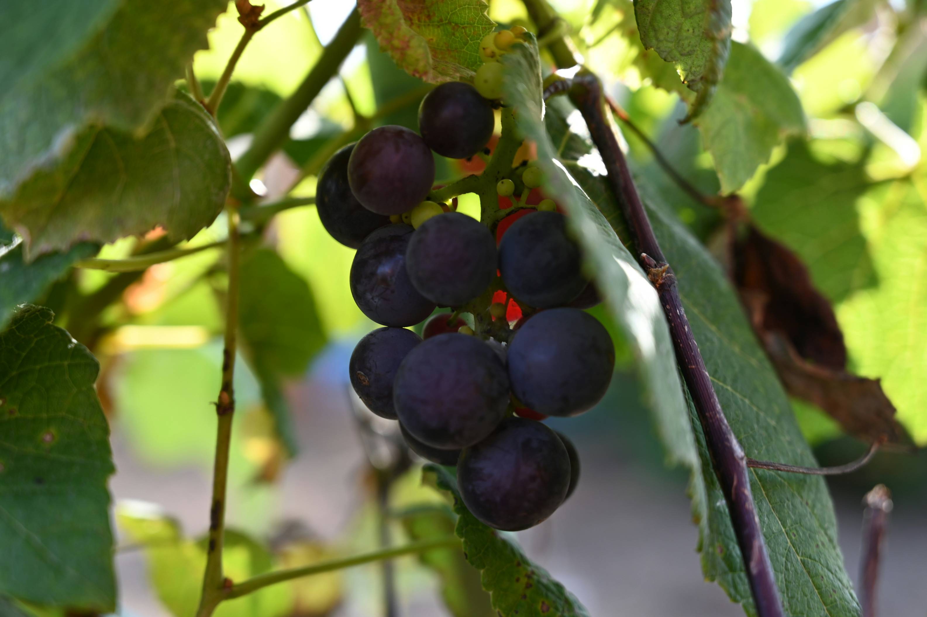 black round fruits on green leaves