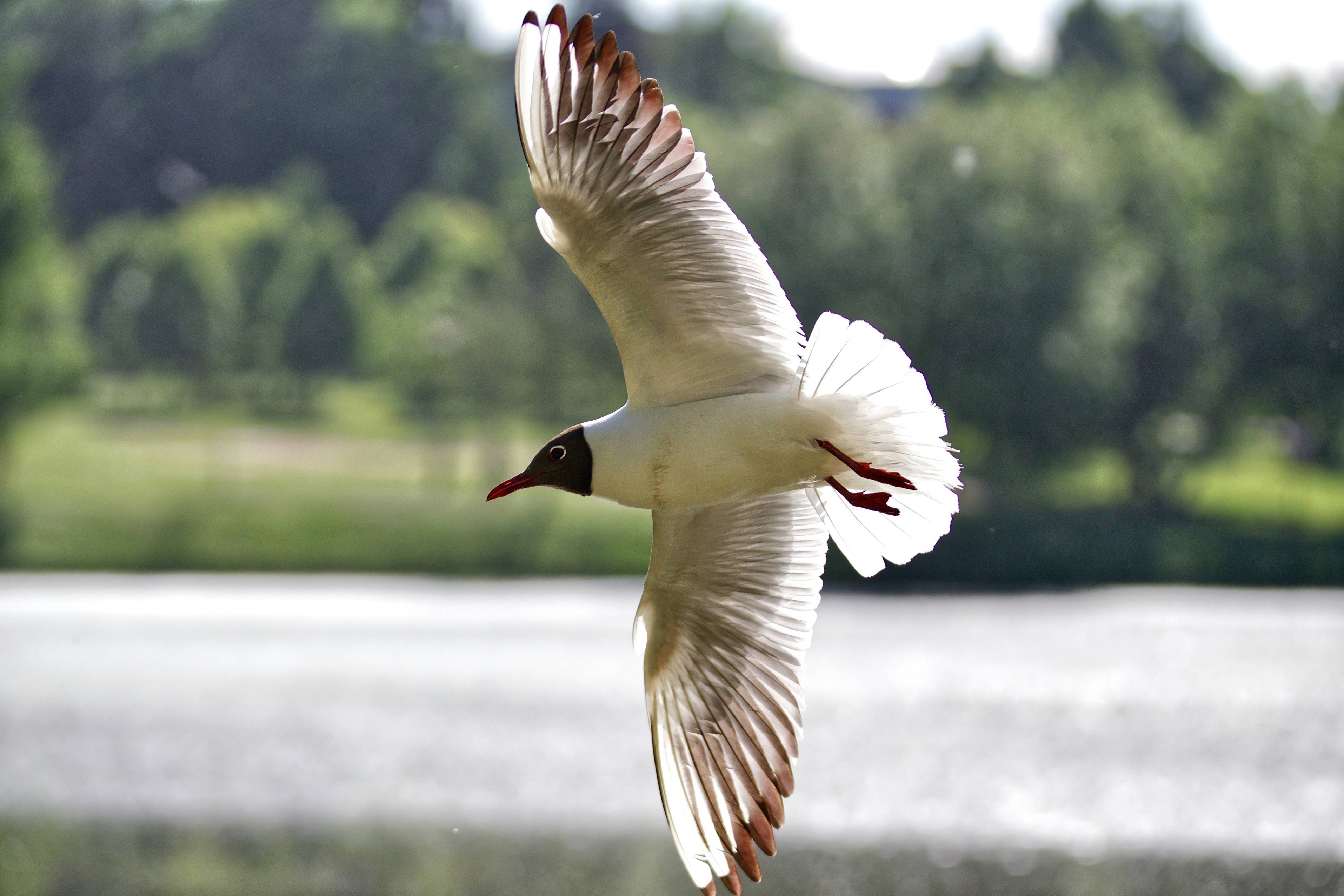 A seagull flying over water with trees.