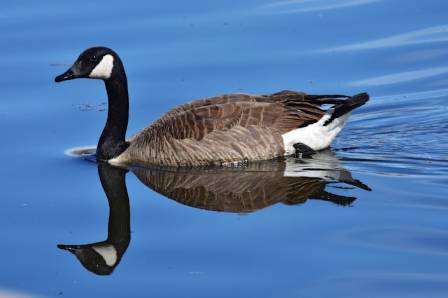 18 Fascinating Facts About the Canada Goose