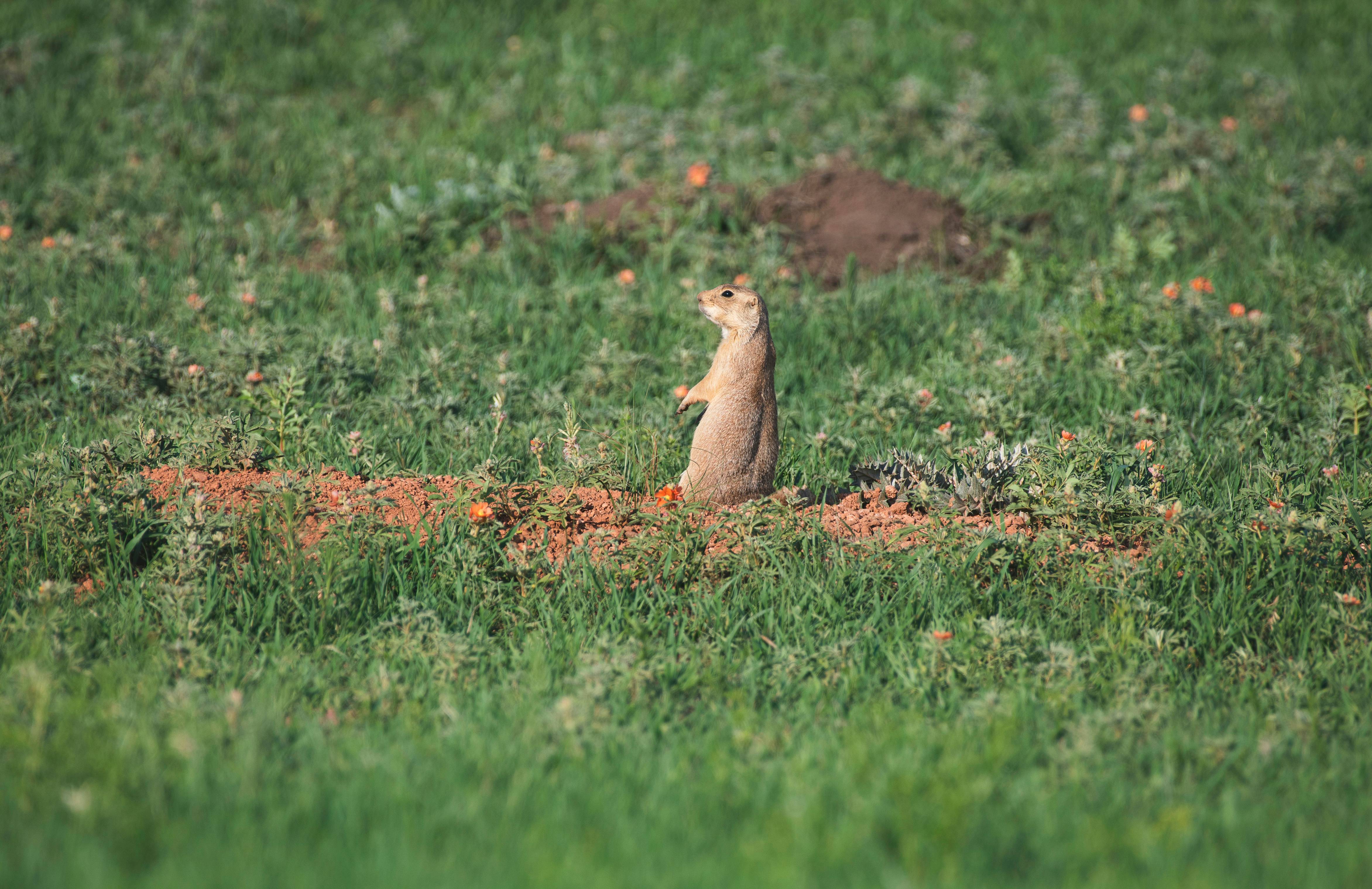 A prairie dog stands alertly in its burrow.