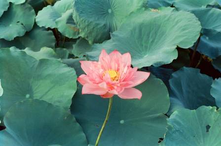 How to grow lotus flowers