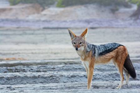 The Black-backed Jackal: A Tenacious Survivor of the Wilderness