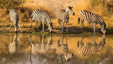 Zebras: Stripes, Survival, and Life in the Wild
