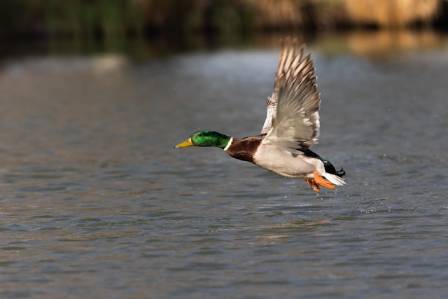 Essential Facts About the Mallard: North America’s Iconic Waterfowl
