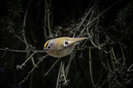 The Goldcrest: A Tiny Masterpiece of the Avian World