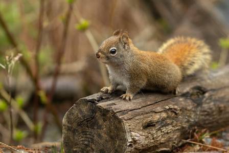 Five Fascinating Facts About Squirrels: Our Furry Forest Neighbors