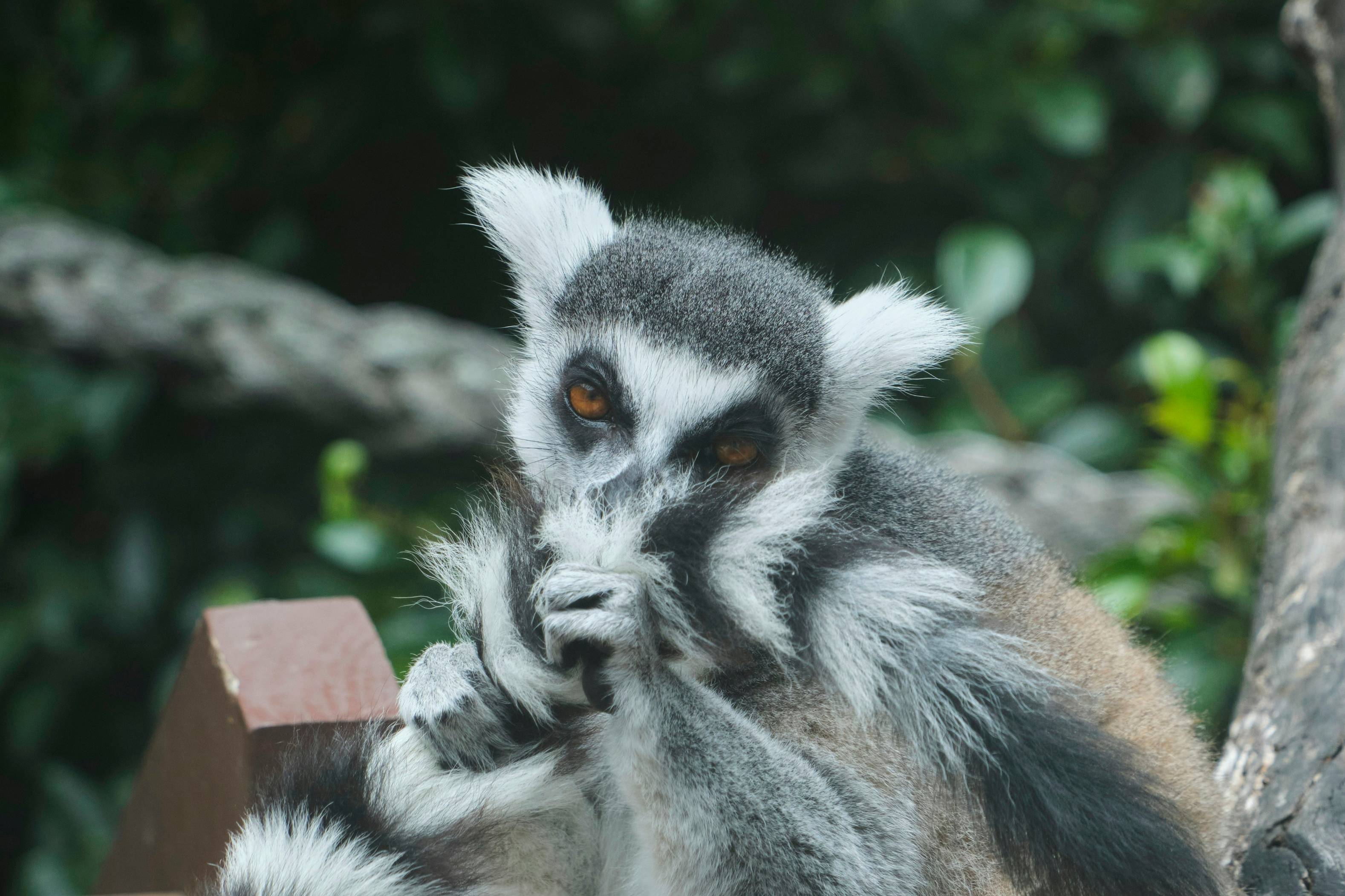 a close up of a monkey on a tree branch