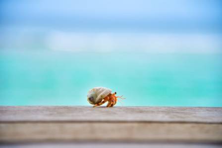 Handy Facts to Know about Hermit Crabs!