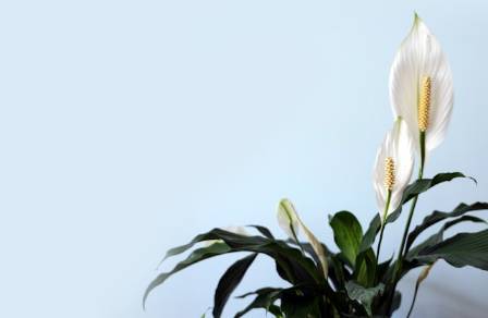 Complete guide to peace lily care