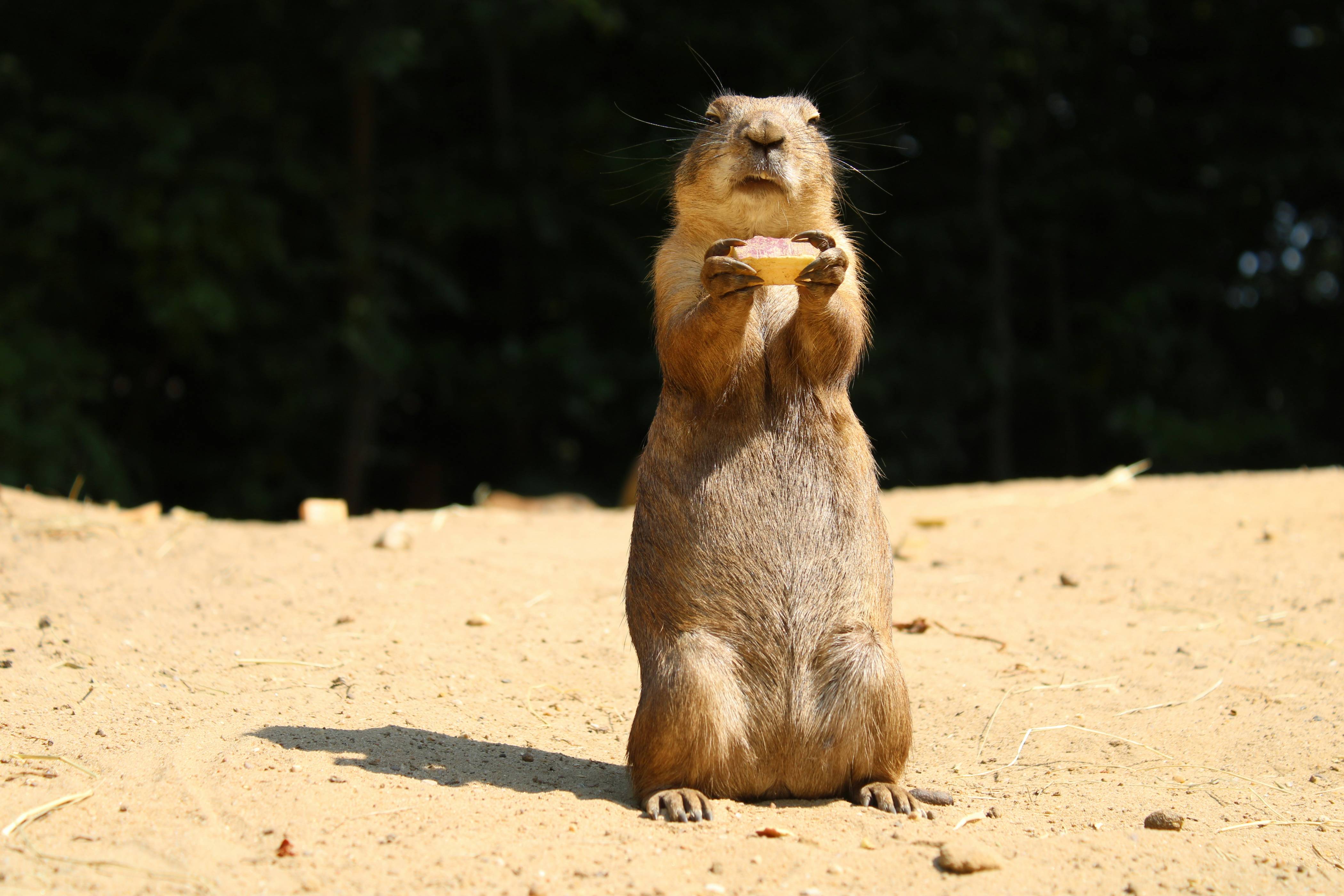a monkey sitting on the ground eating a piece of food