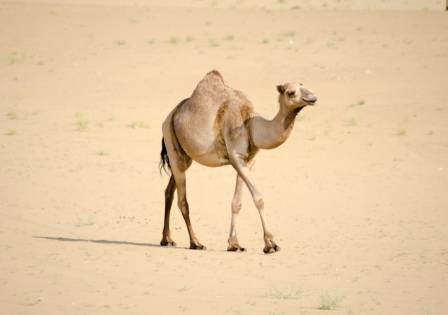 Nine Surprising Truths About Camels