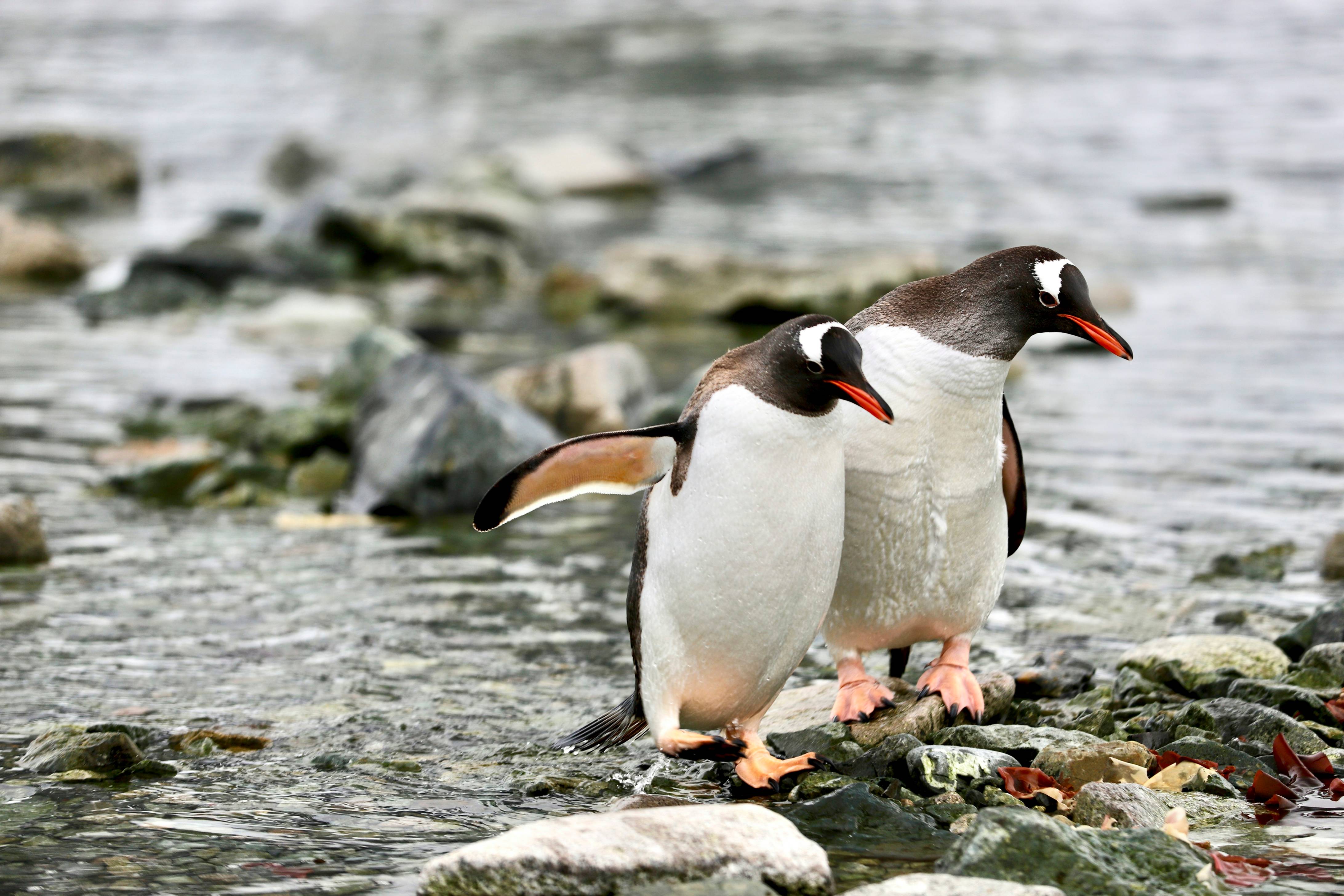 penguin on water during daytime