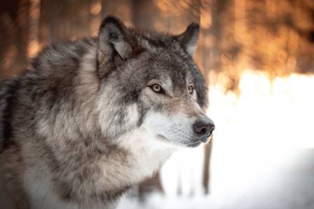 Three Lesser-Known Wolf Species You Might Not Be Familiar With